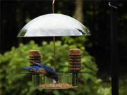 Birds Choice Supper Dome Seed Suet and Mealworm Bird Feeder
