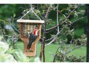 Birds Choice Single Suet Cake Tail Prop Bird Feeder with Hanging Cable