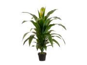 Pack of 2 Potted Artificial Tropical Green Dracaena Fragans Plants 42