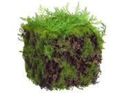 4 Decorative Green Moss Spring Table Top Cube