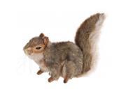 Set of 3 Life Like Handcrafted Extra Soft Plush Sitting Gray Squirrel Stuffed Animals 8.5