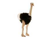 31 Lifelike Handcrafted Extra Soft Plush Male Ostrich Bird Stuffed Animal