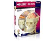 Cranial Nerve Skull