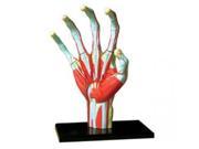 Tedco Human Anatomy Hand Model