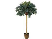 6 Sago Palm Silk Tree