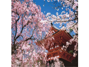 759 piece spring landscape Ninna ji Temple Kyoto 57 503 japan import