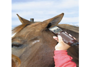 ECP Sheepskin Horse Ear Plug Black