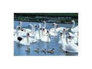1000 PIECE GLOW IN THE DARK PUZZLE SWAN FAMILY