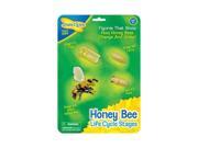 Insect Lore Bee Life Cycle Stages
