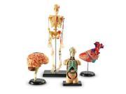 Learning Resources Anatomy Models Bundle Set LER3338