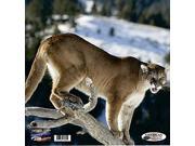 American Whitetail Infinity Target Face Mountain Lion 18X18