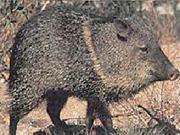 Delta Sports Products 115 Javelina Target