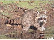 Delta Sports Products 106 Raccoon Target