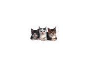 Three Kittens Die Cut Photographic Magnet