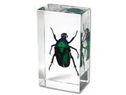 Green Rose Chafer Beetle Acrylic Desktop Display