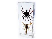 Scorpion and Tarantula Acrylic Desktop Display