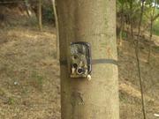 Video Camera Outside Animal Spy Cam Camouflaged Battery Operated