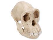 3B Scientific VP760 1 Female Chimpanzee Skull Pan Troglodytes 6.7 x 4.5 x 5.5