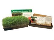 Wheat Grass Growing Kit