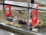 JCs Wildlife Red Diner 13 Window Bird Feeder 4 Cup Capacity Made with Recycled Poly Lumber