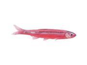 Fishing Cabela S Preserved Shiners Small Red Shiner Minnows Sm Bag Red