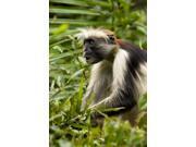 Red Colobus Monkey, Volcanoes NF, Rwanda Poster Print by Joe & Mary Ann McDonald (11 x 17) Red Colobus Monkey, Volcanoes NF, Rwanda Poster Print by Joe & Mary Ann McDonald (11 x 17)