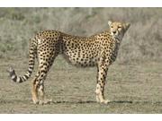 Side profile of a cheetah Ngorongoro Conservation Area Arusha Region Tanzania Acinonyx jubatus Print by Panoramic