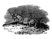 Donkey 19Th Century Na Donkey Or Mule Engraving 19Th Century Poster Print by (18 x 24) Donkey 19Th Century Na Donkey Or Mule Engraving 19Th Century Poster Print by (18 x 24)