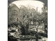 Garden Of Gethsemane Nthe Garden Of Gethsemane (Viewed From North) And New Church East Jerusalem Stereograph C1920 Poster Print by (18 x 24) Garden Of Gethsemane Nthe Garden Of Gethsemane (Viewed From North) And New Church East Jerusalem Stereograph C1920 Poster Print by (18 x 24)