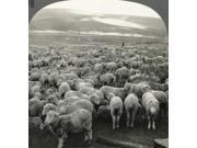 Australia Sheep C1910 NSheep On The Range Queensland Australia Stereograph C1910 Poster Print by (18 x 24) Australia Sheep C1910 NSheep On The Range Queensland Australia Stereograph C1910 Poster Print by (18 x 24)