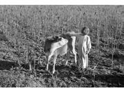 Texas Farm Girl 1939 Nyoung Farm Girl Petting A Calf Near Weslaco Texas Photograph By Russell Lee February 1939 Poster Print by (18 x 24) Texas Farm Girl 1939 Nyoung Farm Girl Petting A Calf Near Weslaco Texas Photograph By Russell Lee February 1939 Poster Print by (18 x 24)