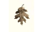 California Red Oak Poster Print by Alan Blaustein (22 x 28) California Red Oak Poster Print by Alan Blaustein (22 x 28)