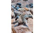 Cape Fur seals, Cape Cross, Skeleton Coast, Kaokoland, Namibia. Print by Nico Tondini Cape Fur seals, Cape Cross, Skeleton Coast, Kaokoland, Namibia. Print by Nico Tondini
