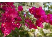 Bougainvillea flowers, Grand Cayman, Cayman Islands, British West Indies Print by Lisa S. Engelbrecht (36 x 24) Bougainvillea flowers, Grand Cayman, Cayman Islands, British West Indies Print by Lisa S. Engelbrecht (36 x 24)