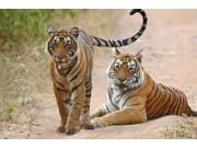 Pair of Royal Bengal Tigers, Ranthambhor National Park, India Print by Jagdeep Rajput (36 x 24) Pair of Royal Bengal Tigers, Ranthambhor National Park, India Print by Jagdeep Rajput (36 x 24)