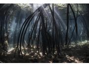 Bright beams of sunlight filter among the prop roots of a mangrove forest Poster Print (34 x 22) Bright beams of sunlight filter among the prop roots of a mangrove forest Poster Print (34 x 22)