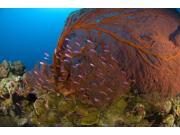 A red sea fan with purple anthias fish, Papua New Guinea Poster Print (34 x 23) A red sea fan with purple anthias fish, Papua New Guinea Poster Print (34 x 23)