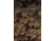 Coral polyps feeding, Beqa Lagoon, Fiji Poster Print (11 x 17) Coral polyps feeding, Beqa Lagoon, Fiji Poster Print (11 x 17)