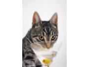 Grey tabby cat drinking martiniVancouver british columbia canada Poster Print (12 x 19) Grey tabby cat drinking martiniVancouver british columbia canada Poster Print (12 x 19)