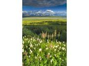 View Of Mt Mckinley With Fireweed And Sitka Burnet Flowers In Foreground Near Wonder Lake Denali National Park Alaska Interior Summer Poster Print (11 x 17) View Of Mt Mckinley With Fireweed And Sitka Burnet Flowers In Foreground Near Wonder Lake Denali National Park Alaska Interior Summer Poster Print (11 x 17)