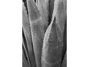 Abstract Agava III Poster Print by Elizabeth Urquhart (12 x 18) Abstract Agava III Poster Print by Elizabeth Urquhart (12 x 18)
