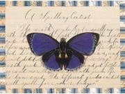 Butterfly Collage Spelling Contest Poster Print by William Gould-Porter (9 x 12) Butterfly Collage Spelling Contest Poster Print by William Gould-Porter (9 x 12)
