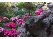Flowers and Rocks in Traditional Chinese Garden, China Poster Print by Keren Su (24 x 15) Flowers and Rocks in Traditional Chinese Garden, China Poster Print by Keren Su (24 x 15)