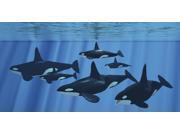 A pod of killer whales swimming together Poster Print (40 x 20) A pod of killer whales swimming together Poster Print (40 x 20)