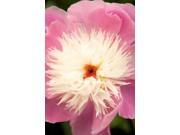 Pink and White Peony I Poster Print by Karyn Millet (24 x 36) Pink and White Peony I Poster Print by Karyn Millet (24 x 36)