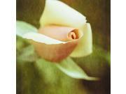 Waking 2 Poster Print by Hartson Weddle (18 x 18) Waking 2 Poster Print by Hartson Weddle (18 x 18)