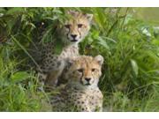 Concealed Poster Print by Susann Parker (24 x 36) Concealed Poster Print by Susann Parker (24 x 36)