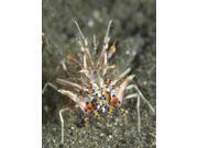 Rare Tiger Shrimp on volcanic sand, Papua New Guinea Poster Print (25 x 32) Rare Tiger Shrimp on volcanic sand, Papua New Guinea Poster Print (25 x 32)