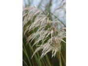 Native Grass I Poster Print by Erin Berzel (20 x 28) Native Grass I Poster Print by Erin Berzel (20 x 28)