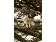 Martial Eagle, Gol Kopjes, Serengeti National Park, Tanzania Print by Joe & Mary Ann McDonald (11 x 16) Martial Eagle, Gol Kopjes, Serengeti National Park, Tanzania Print by Joe & Mary Ann McDonald (11 x 16)